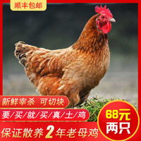 云依禾农庄 散养2年以上老母鸡 走地鸡 新鲜宰杀 1000g/只 买一送一