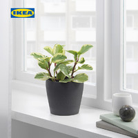 IKEA宜家PERSILLADE佩希拉德装饰用花盆深灰色绿植花盆