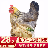 黄河畔 买1只送1只 土鸡2年老母鸡柴鸡肉 走地鸡新鲜鸡肉 1000g/只 整只装