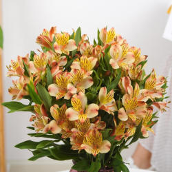 全国鲜花速递 橙色水仙百合16枝 4枝 进口保鲜剂