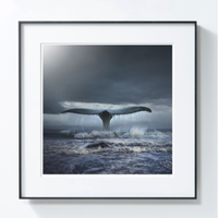 PICA Photo 拾相記 Tomasz Zaczeniuk 作品《藍鯨》33 x 33 cm 收藏級影像工藝 無酸裝裱 限量50版