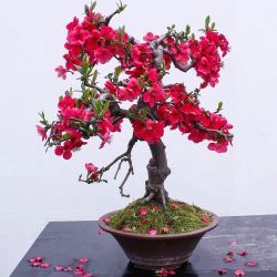 海棠花盆栽地栽 老桩火焰海棠 十年树苗(分叉造型好)