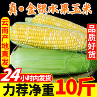 中鲜生 云南金银水果玉米10斤新鲜生吃甜玉米棒子粘苞谷米现摘糯包邮蔬菜