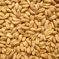 一播大地 小麥草種子榨汁種子育苗小麥500克