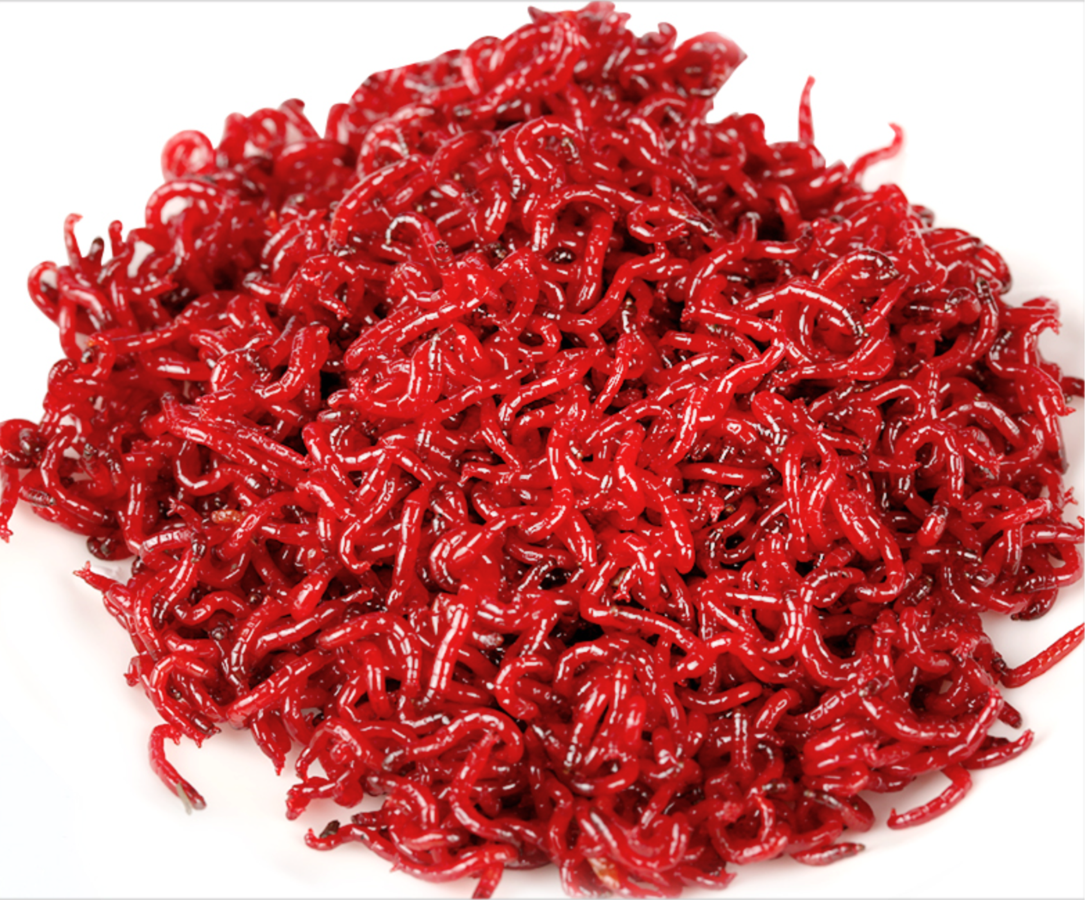 梦达 红虫21 鲜活红虫饵