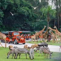 兒童限時免費，含免費小火車+纜車！廣州長隆野生動物世界1日門票（可選成人票/大學生票/午后票等）