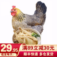 黄河畔 土鸡2年老母鸡柴鸡肉 走地鸡新鲜鸡肉 1000g/只 整只装