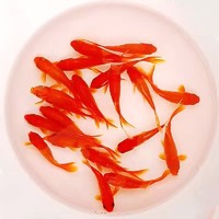 易萌 草金魚 3-5cm10條+魚糧+漁撈