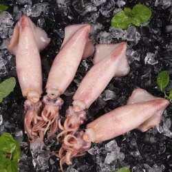 野生海兔籽乌带籽笔管鱼带籽鱿鱼新鲜熟冻野生籽乌小海鲜火锅食材精选