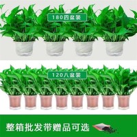 绿萝盆栽室内花卉植物吸除甲醛净化空气水培四季常绿长藤绿箩批发