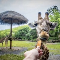 上海出发2.5h的遛娃胜地！和长颈鹿一起吃早餐！湖州长颈鹿庄园 多种房型1晚套餐（含2大1小早餐+2大1小景区门票和萌宠乐园门票等）