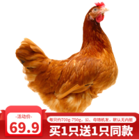 黄河畔 农家土鸡三黄鸡笨鸡走地鸡整鸡 750g\/只 整只装