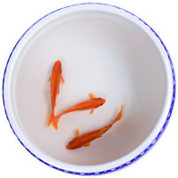 魚多趣 冷水血鸚鵡魚 3條（5-7cm）