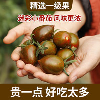迷彩小番茄圣女果新鮮小水果西紅柿山東2/4斤澳農卡