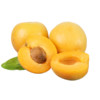 果沿子 陜西新鮮金太陽大黃杏子 5斤裝