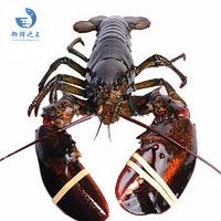 御鲜之王 鲜活波士顿龙虾450-550g/只 2只 波龙 生鲜大龙虾 活虾海鲜水产