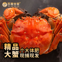 苏蟹世家 大闸蟹鲜活螃蟹 公3.8-4.1两/只 母2.8-3.1两/只 5对10只 现货实物 螃蟹礼盒 海鲜水产