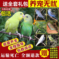 朗繽 鸚鵡活體鳥活物虎皮鸚鵡寵物活體 隨機顏色 2只（一公一母）