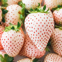 DEARLYBELOVED日本品种 香甜天使AE淡雪粉玉草莓 精品水果 600g 左右 两盒