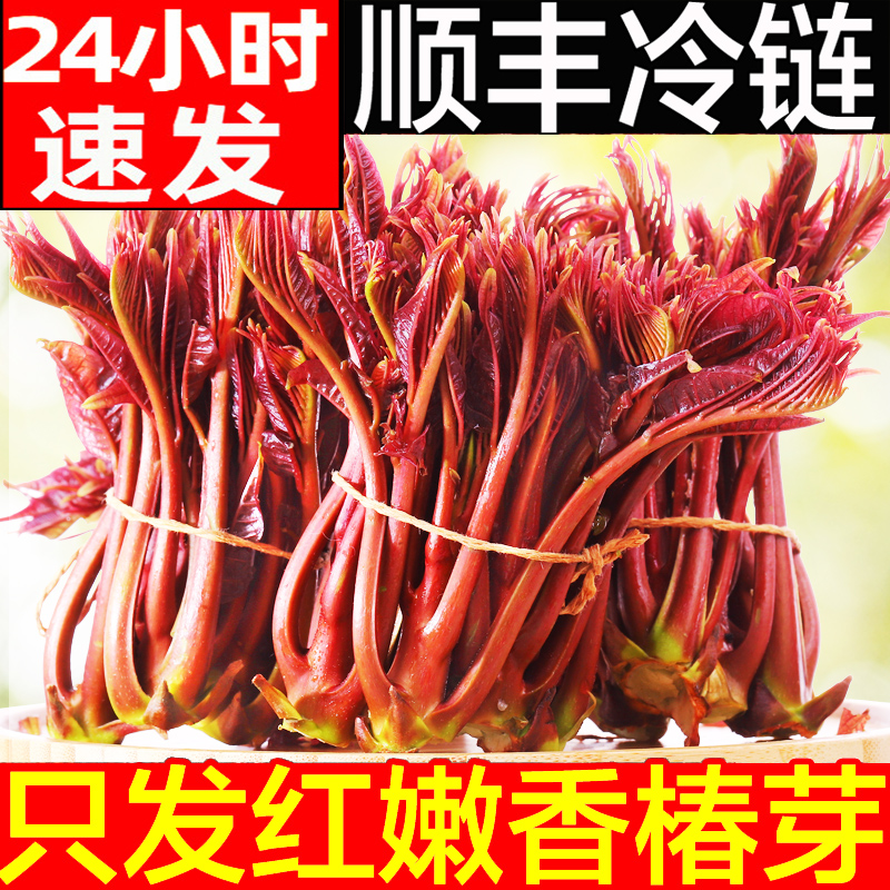 农大姐妹 香椿芽新鲜香春芽菜顺丰现货2024头茬香椿芽叶四川红油香椿头山东