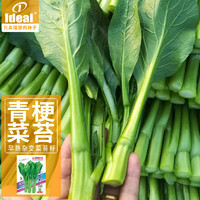 Ideal 理想农业 苏苔绿菜苔种子四季蔬菜种籽庭院易种绿菜苔种子10g