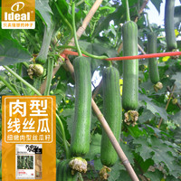 IDEAL理想农业 肉丝瓜种子四季阳台菜瓜蔬菜种子丝瓜种籽10g*1袋