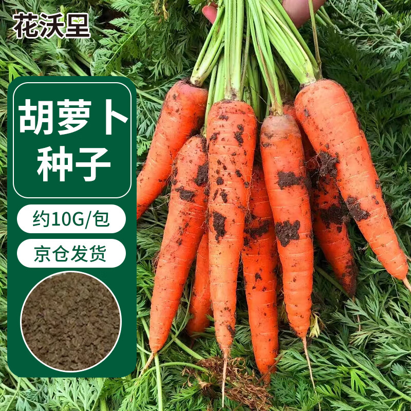 花沃里 胡萝卜种子10g 蔬菜种子四季蔬菜种籽速成菜阳台盆栽庭院田间种植