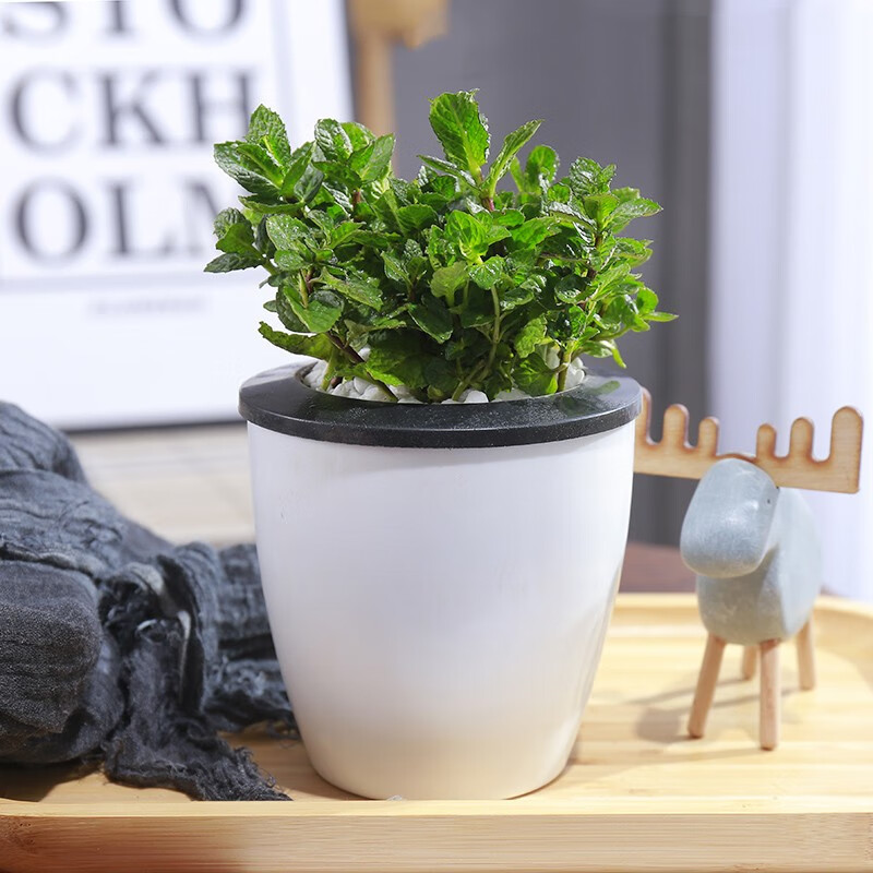 慎思苑薄荷盆栽可食用水培柠檬薄荷苗迷迭香铜钱草文竹室内绿植土培植物 薄荷1盆+（自吸水懒人盆）