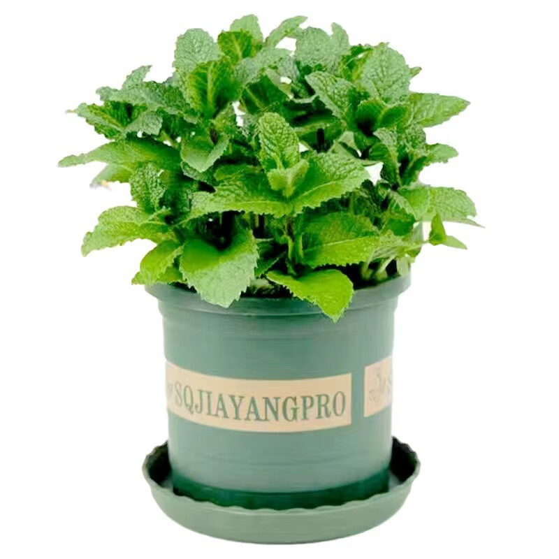 慎思苑薄荷盆栽可食用水培柠檬薄荷苗迷迭香铜钱草文竹室内绿植土培植物 薄荷1盆+（加仑盆）