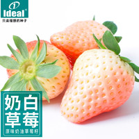 IDEAL理想农业 草莓种子水果种子四季蔬菜种子原味奶油草莓种子 奶油白草莓500粒×1包