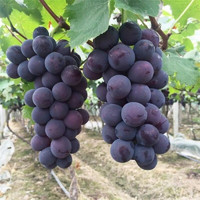CAi FAN 采蘩 巨峰葡萄新鲜现摘大葡萄一整串当季孕妇水果 2斤