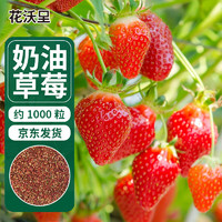 花沃里 奶油红草莓种子1000粒 蔬菜种子四季草莓苗阳台盆栽室内庭院田间