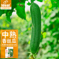 IDEAL理想农业 长香丝瓜种子肉丝瓜种籽早熟春季盆栽蔬菜种子10g*1袋