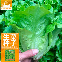 IDEAL理想农业 生菜种子四季耐抽薹蔬菜种籽家庭种植速生菜籽20g*1袋