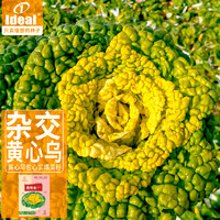 Ideal 理想农业 黄心菜种子黄心玫瑰乌塌菜白菜种籽蔬菜种籽20g*1袋