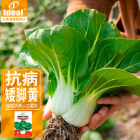 IDEAL理想农业 奶白菜种子四季小青菜种籽蔬菜种孑阳台盆栽菜籽15g*1袋