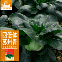 IDEAL理想农业 苏州青菜种子黑叶矮箕青菜种子耐寒油亮蔬菜种子20g*1袋