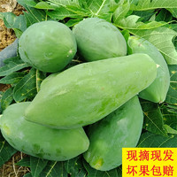 京营青木瓜新鲜农家自种番木瓜产妇孕妇水果凉拌腌酸炒煲汤生木瓜蔬菜 5斤（2-3个）