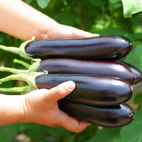 农大姐妹 茄子 山东紫色长茄 面包茄 新鲜蔬菜紫黑色茄子 5斤