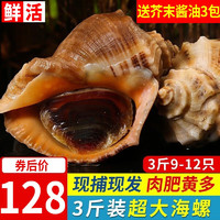尚致 青岛海捕大海螺1500g特大海螺肉大3斤（9-12只）