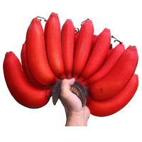 CAITI 采缇 土楼美人蕉5斤香蕉水果新鲜红皮香蕉批发红 2500g