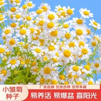 菊花 小雏菊花种子 500粒+肥料一袋