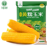 华田禾邦 非转基因 黄糯玉米棒 2根装 净重≥0.4KG 东北新鲜真空黏玉米