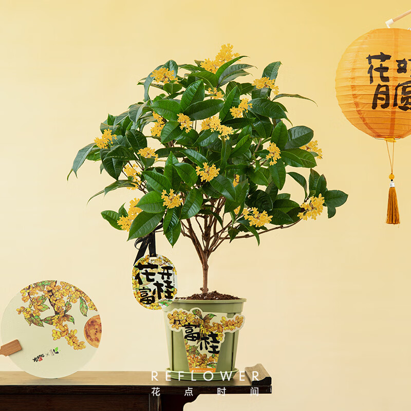 京东鲜花 简值了 绿植室内四季桂花树盆栽植物乔迁教师节礼物中秋礼品赠盆贴