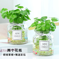 CAITI 采缇 水培铜钱草植物盆栽 Mini瓶2个+铜钱草根茎+彩石