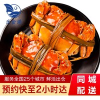 乐食港 江苏鲜活大闸蟹 礼盒装 大螃蟹活蟹 全母蟹3.7-4两（10只）