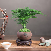 KaiShiguo Plants 开时果 文竹盆栽桌面摆件盆景 文竹（舍得紫砂盆+苔藓+底座）