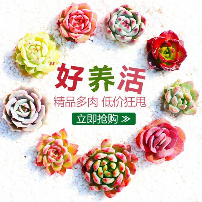 多肉植物 精选3棵多肉随机不重复