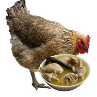 土记 农家散养土鸡肉整鸡生鲜走地鸡 2年苏北老母鸡 一只装
