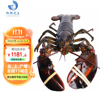 御鲜之王 鲜活波士顿龙虾2.9-3.0kg/只 1只 波龙 生鲜大龙虾 活虾海鲜水产